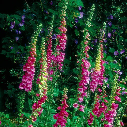 Wildflower Wild Foxglove Digitalis Purpurea