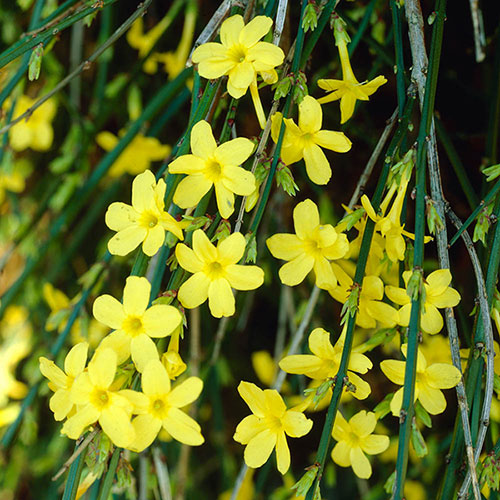 Winter Jasmine Jasminum nudiflorum