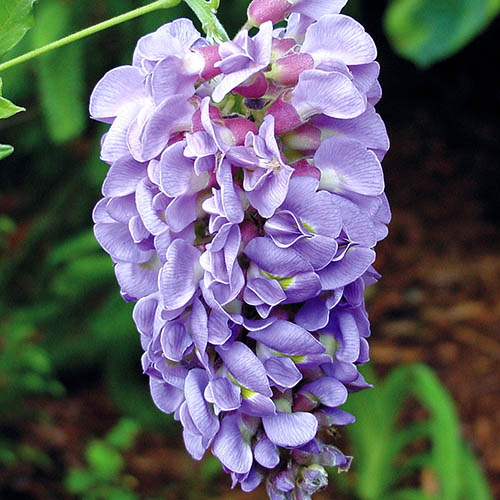 Wisteria Amethyst Falls